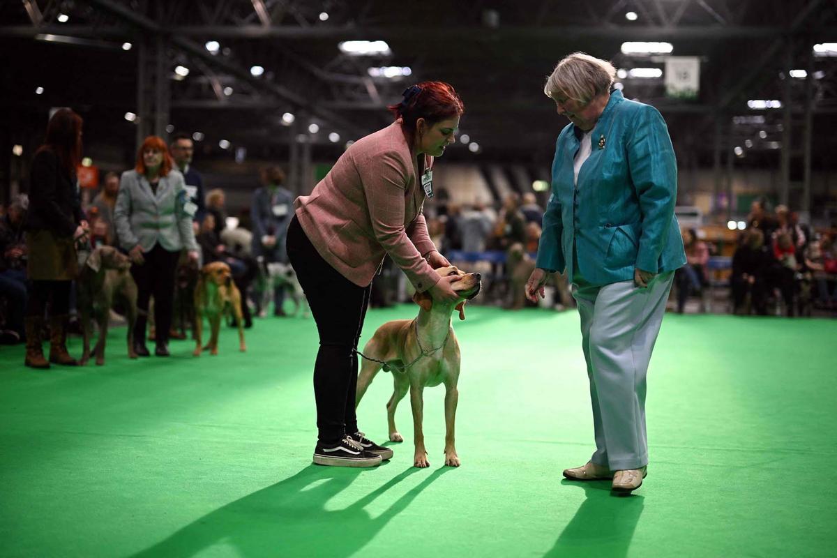 Exposición canina en el Centro Nacional de Exposiciones de Birmingham