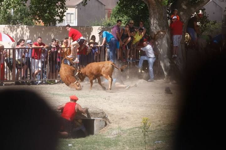 Suelta de vaquillas en las fiestas de La Visitación en Fuentesaúco