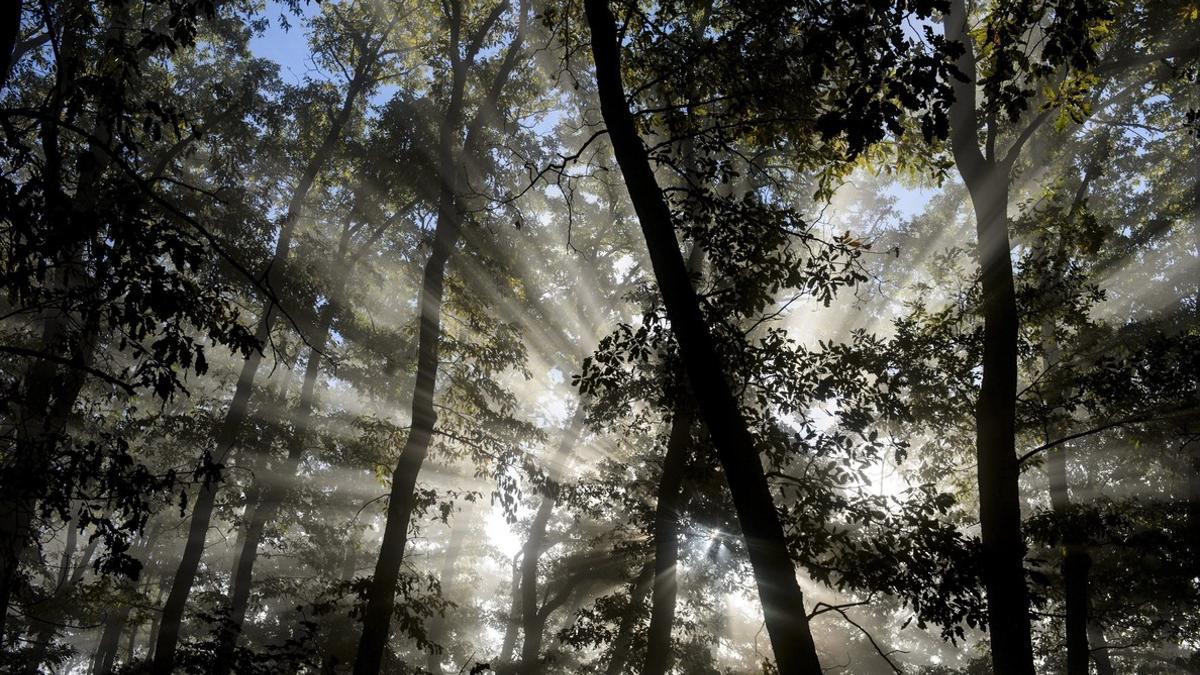 Luz otoñal en un bosque.