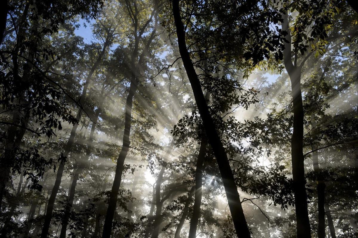 MTI115 SALGOTARJAN  HUNGRIA  22 10 2016 - Rayos de sol atraviesan los arboles de un bosque en Salgotarjan  a unos 109km al norte de Budapest  Hungria  hoy  22 de octubre de 2016  EFE Peter Komka PROHIBIDO SU USO EN HUNGRIA