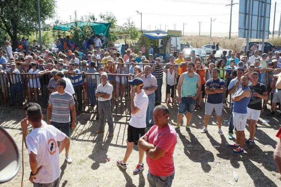 Fiestas en Zamora: Segudos espantes de Fuentesaúco