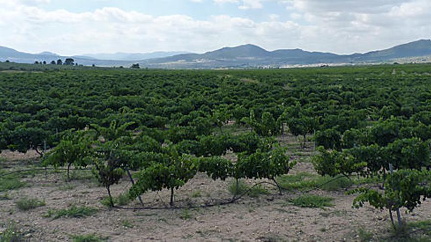 La asociación de periodistas de turismo de Alicante premia a la Ruta del Vino