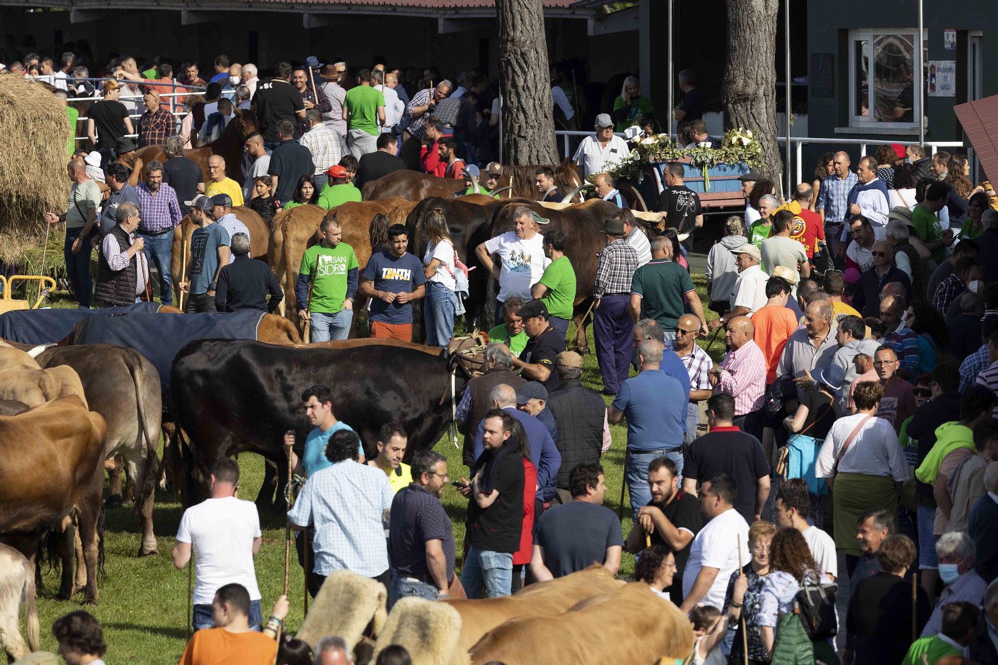 Lleno total por San Isidro en Llanera: estas son las mejores imágenes de la feria de ganado