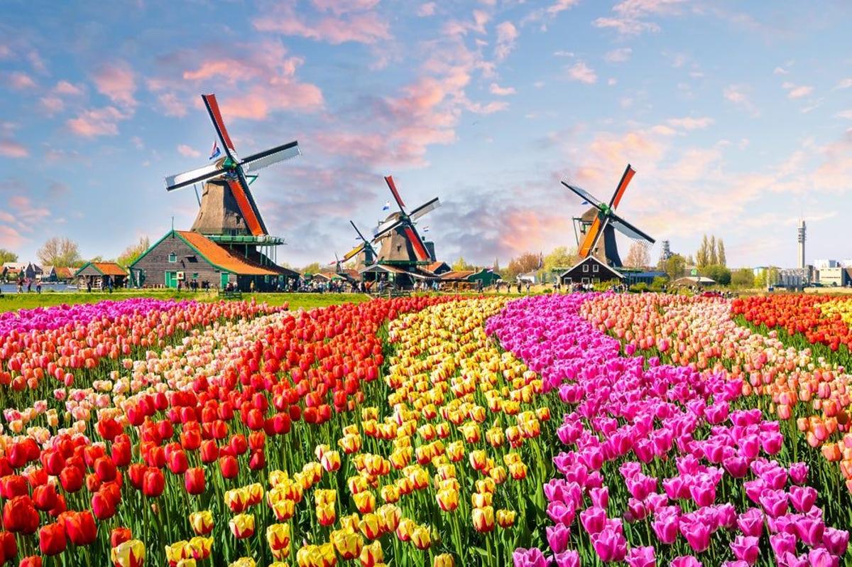 Holanda, tulipanes