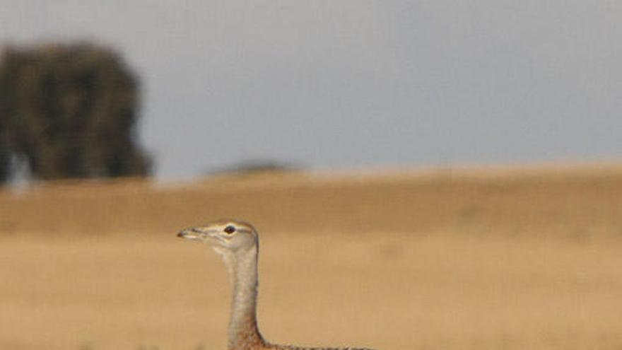 Una avutarda, en la Reserva de Villafáfila.