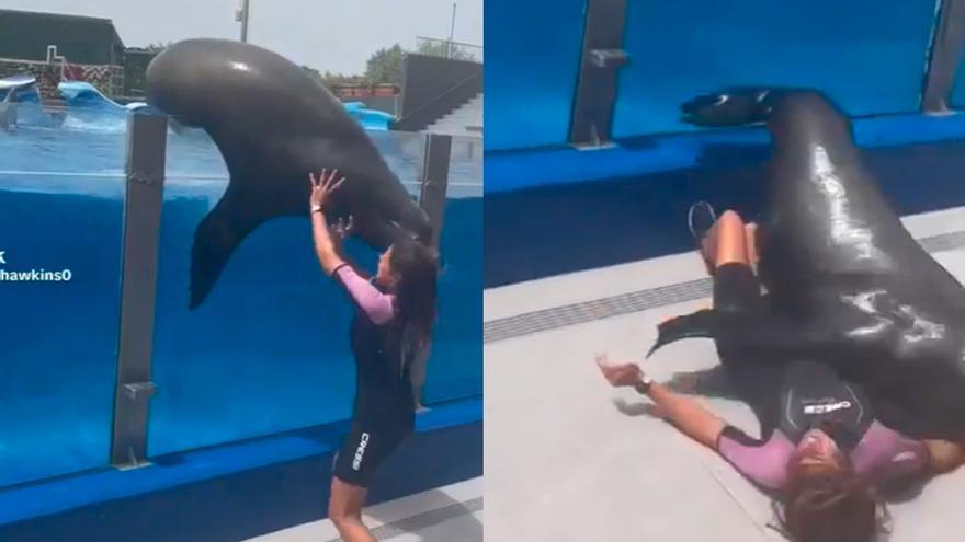 Un león marino se cae de la piscina sobre una cuidadora durante un espectáculo en Marineland