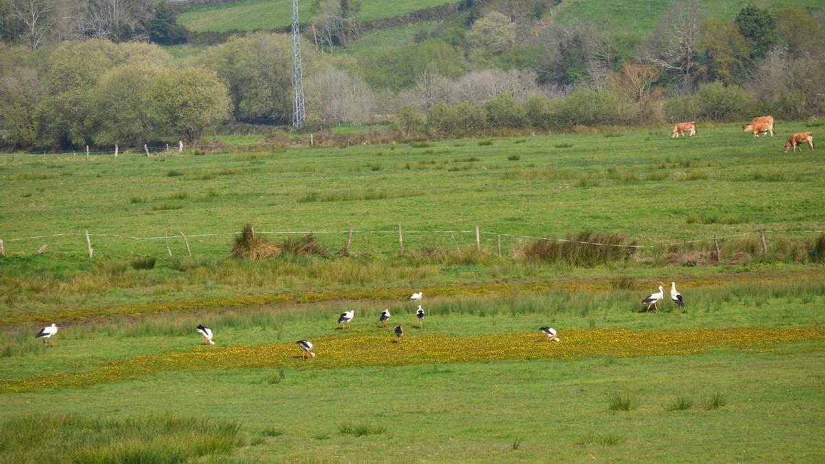 "Lo nunca visto" en Villaviciosa: una espectacular bandada de aves de gran tamaño toma la ría y sus porreos