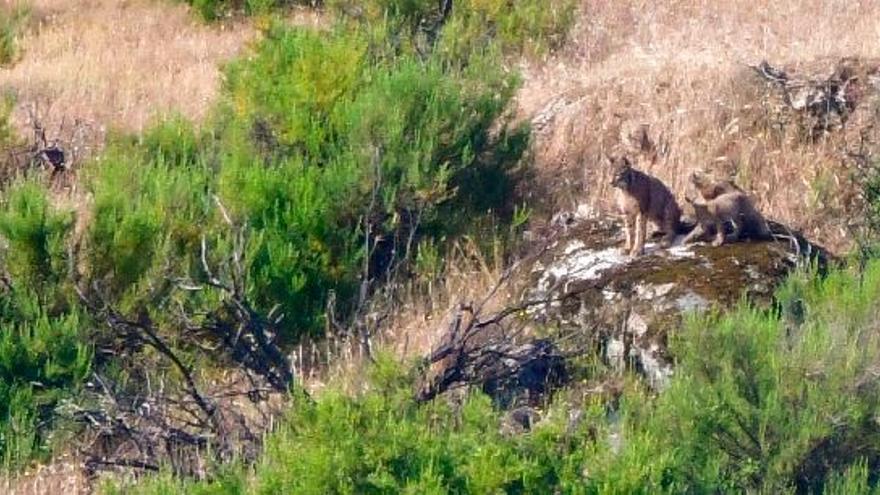 Imagen de linces ibéricos en la Sierra de Andújar (Jaen). en un proyecto similar al que quieren impulsar en el Espadà.