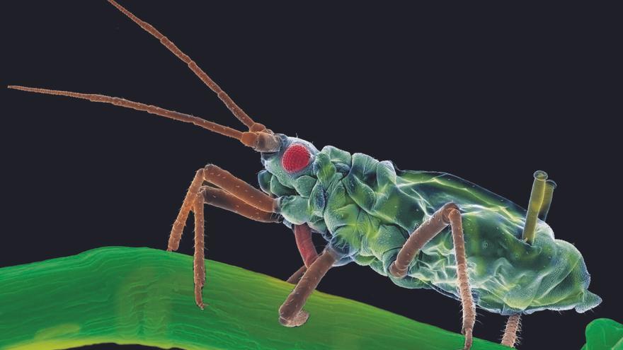 Un pulgón. Los pulgones defecan gran cantidad de una especie de melaza que atrae a las hormigas, por eso estas suelen proteger y transportar a los pulgones. En esa alianza radica su éxito  como plaga.