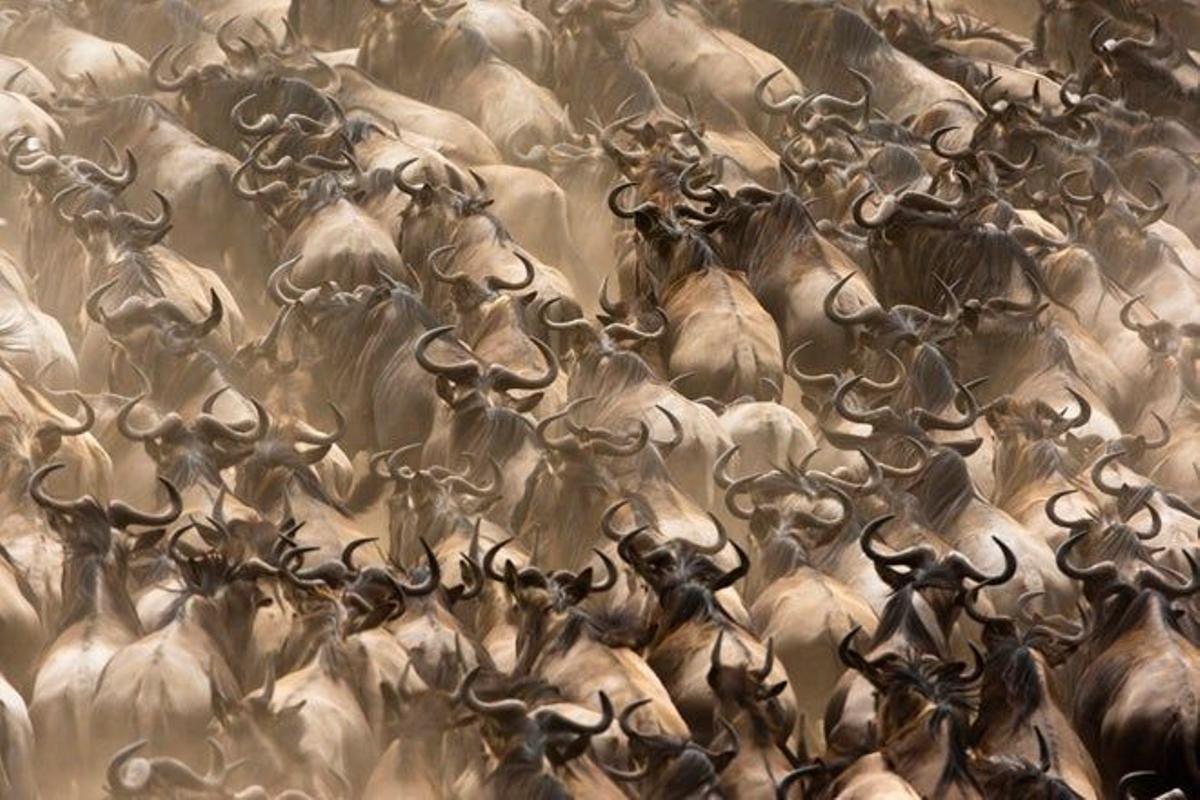 La migración de los ñus es un espectáculo anual en la Reserva Nacional de Masai Mara, Kenia.