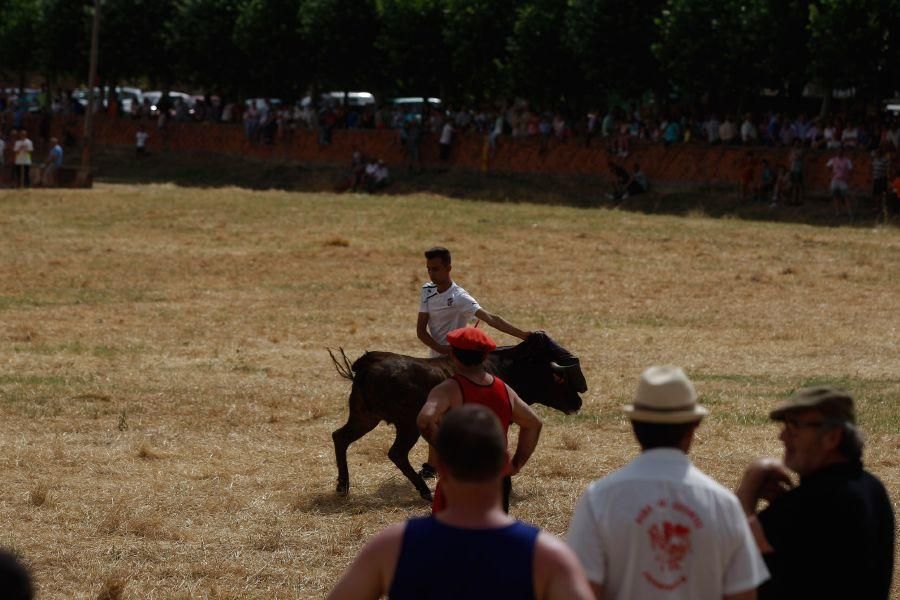 Fiestas en Zamora: Espante de vacas en Fuentesaúco