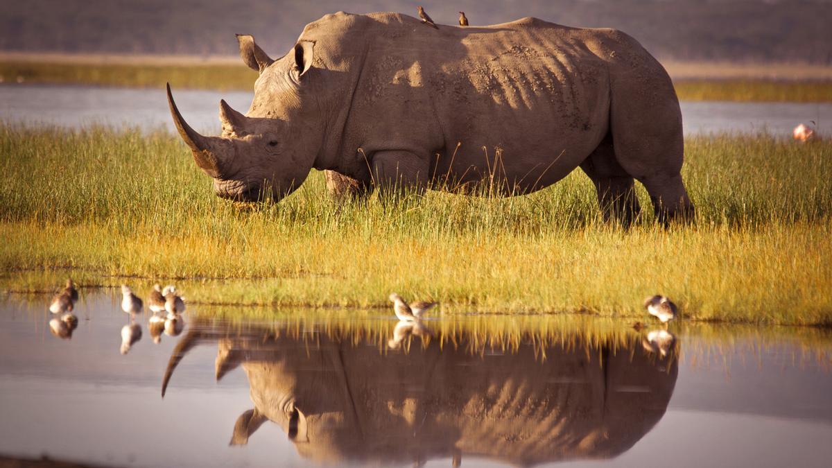 Animales que se han extinguido en los últimos 15 años