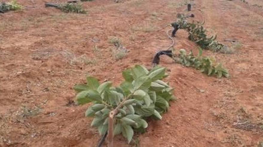 Un agricultor de Picassent denuncia el destrozo de su plantación de caquis