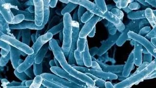 Un tratamiento con virus aumenta la esperanza de vencer a las 'superbacterias'