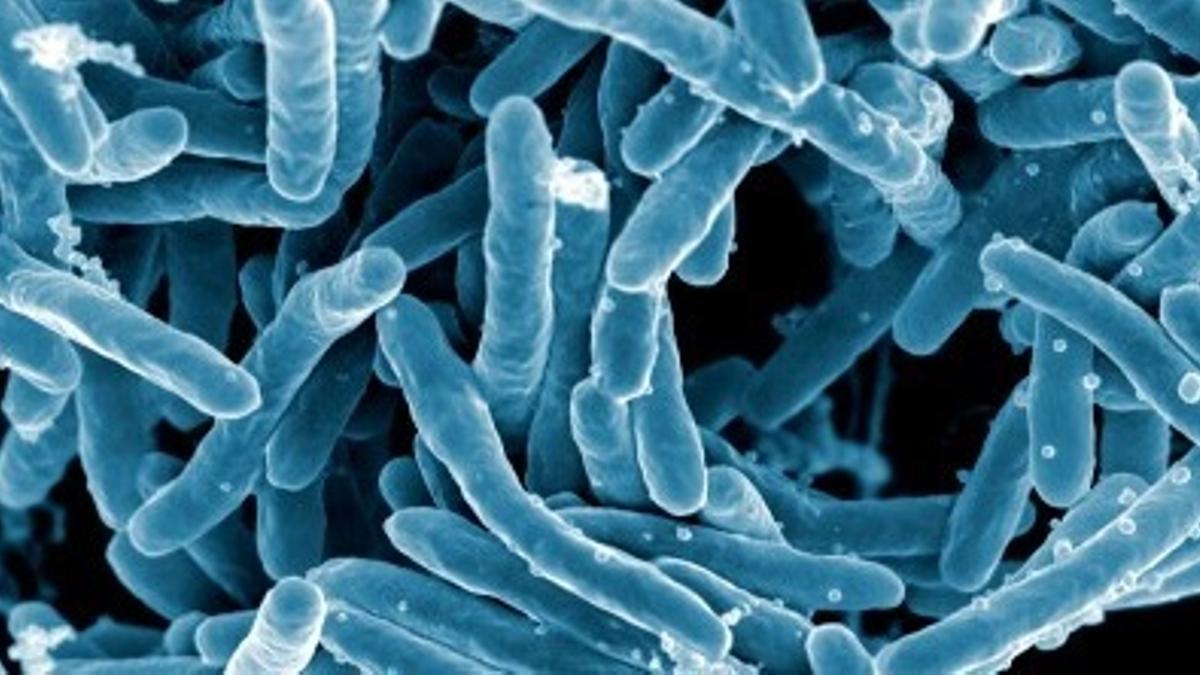 Las bacterias son una de las principales preocupaciones de la comunidad médica.