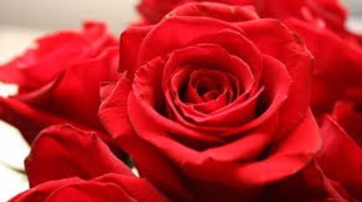rosa rosa