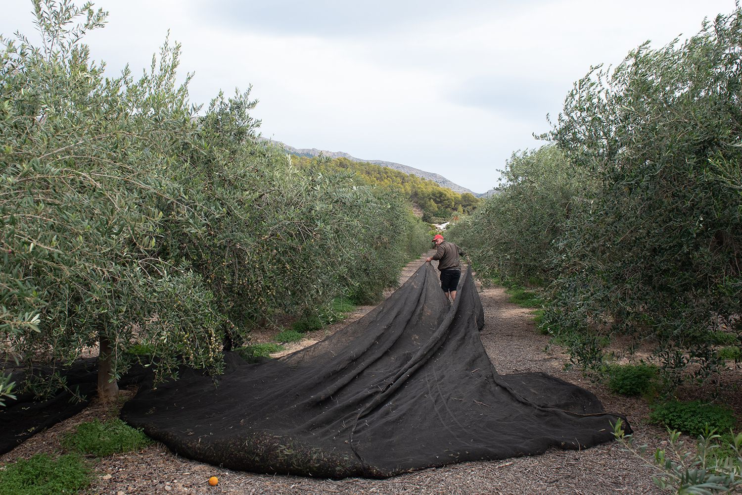 Altea recupera 150 hectáreas de olivos