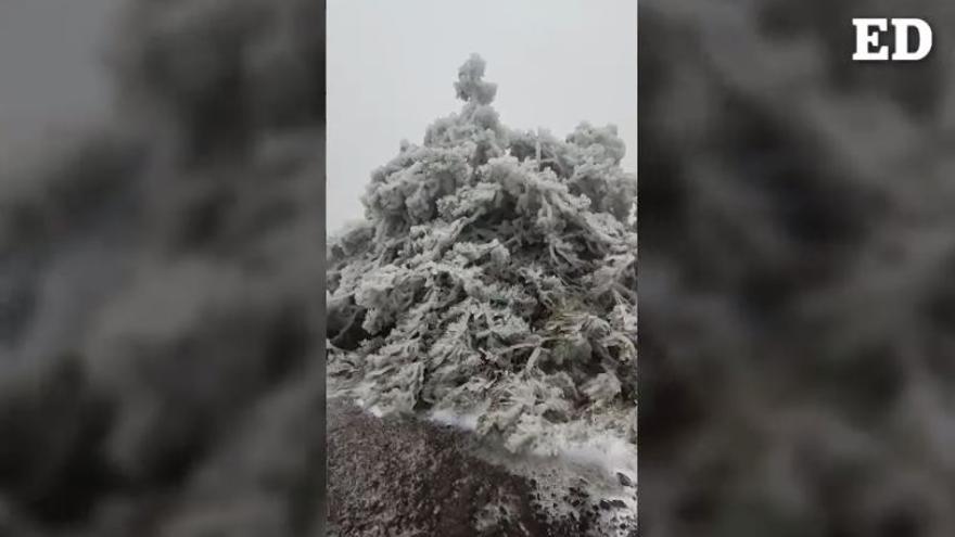 La borrasca Celia trae nieve a izaña