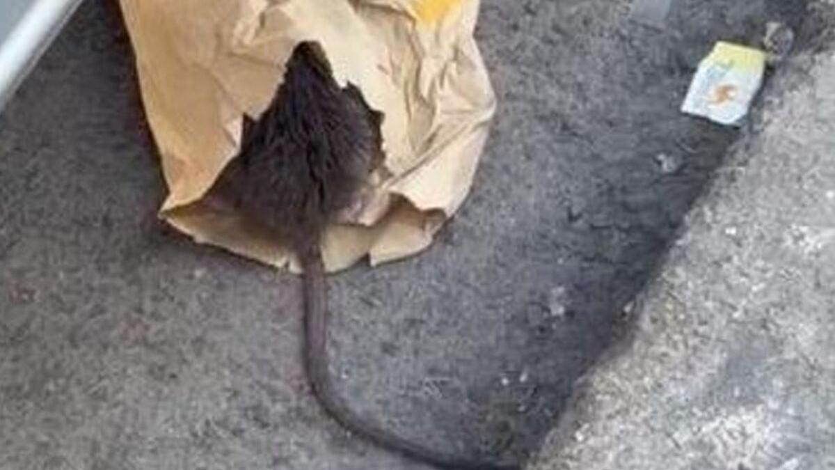 Una rata de gran tamaño en el interior de una bolsa de comida rápida en San Vicente