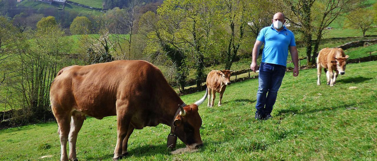 José Manuel Bueno, en uno de sus prados, con su vaca “Cachorra” y las terneras “Linda” y “Montaña”. | Demelsa Álvarez