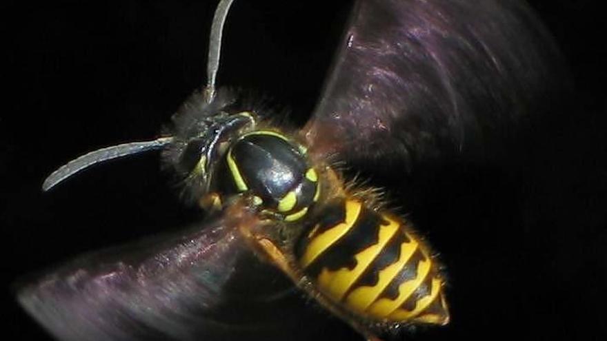 Vespula Vulgaris