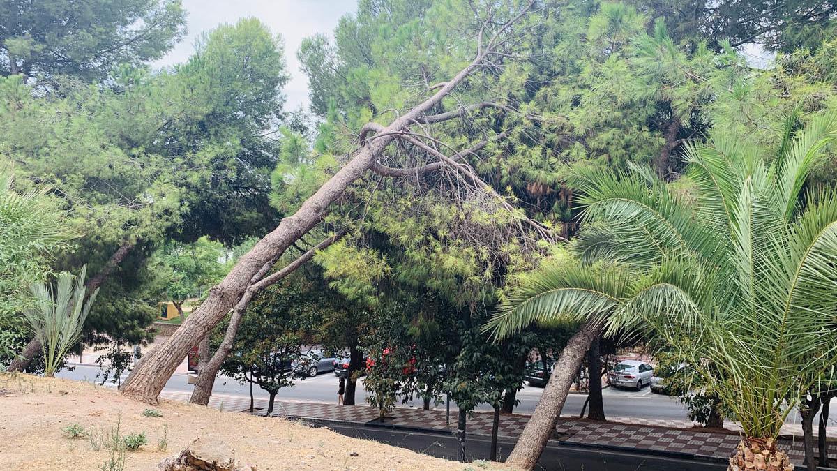 Estado de los árboles ubicados en la barriada de Santa Marta.