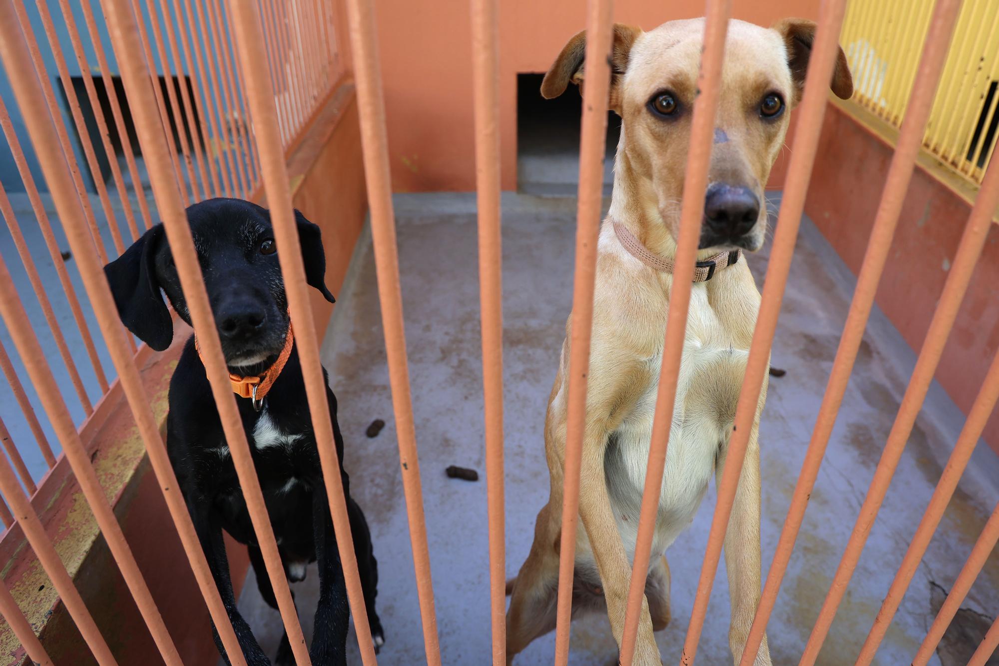 Estos son los perros que han desfilado en Palma para buscar una familia que los adopte