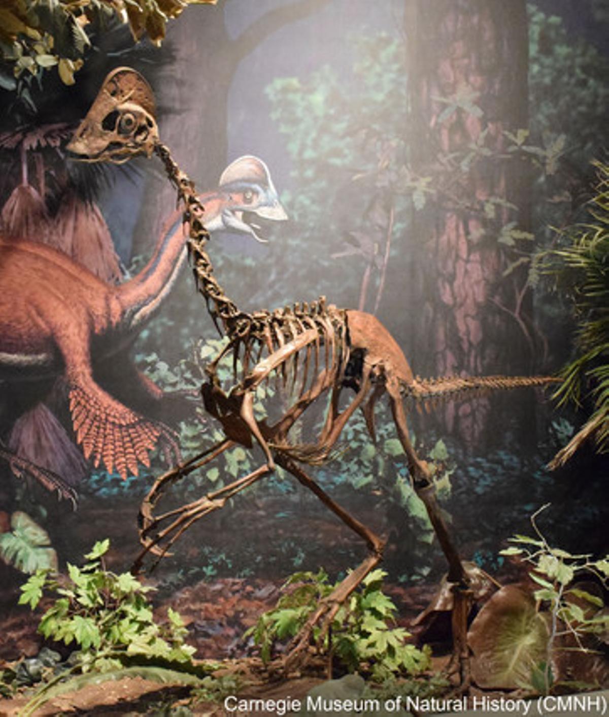 Contemporáneo de los famosos Tiranosaurius rex o el Triceratops, ’Anzu wyliei’ es el dinosaurio más parecido a las aves que se conoce. Era omnívoro, vivía en llanuras inundadas y comía vegetales, pequeños animales y huevos. Anidaba e incubaba sus huevos hasta su eclosión, tenía los huesos huecos, plumas y un pico similar al de los actuales loros. La especie que medía unos 3,5 metros de largo y 1,5 de alto y pesaba entre 200 y 300 kilos, fue descubierta en un yacimiento de Dakota del Sur (EE.UU) donde se encontraron tres esqueletos.