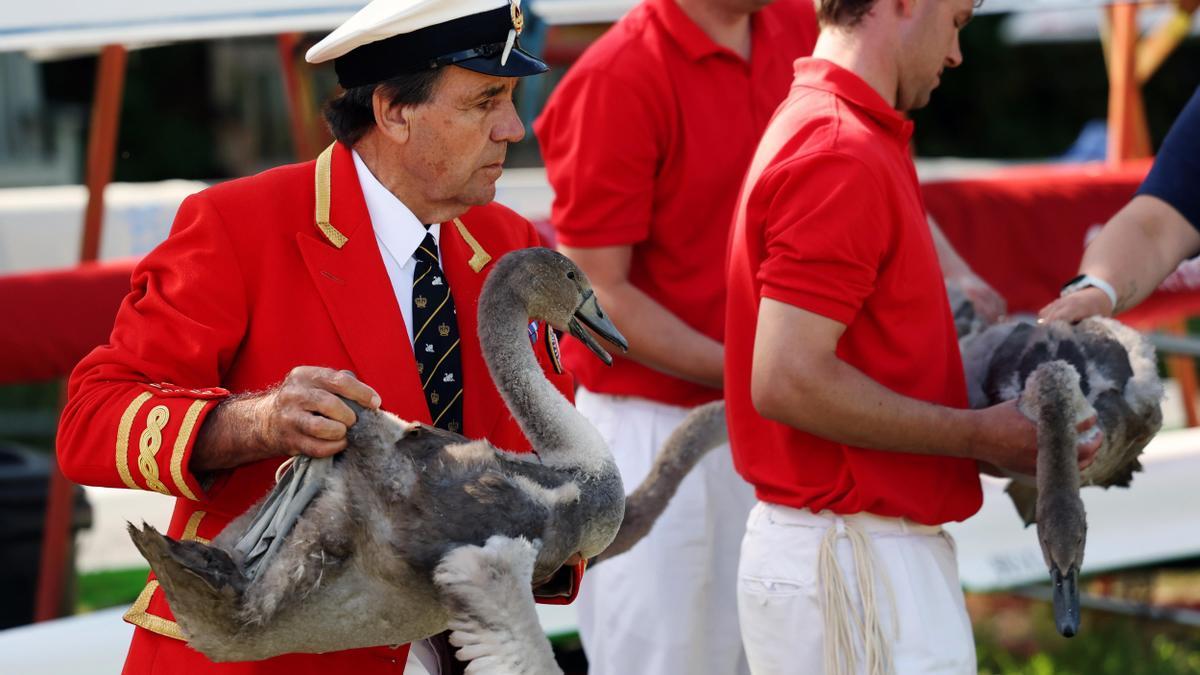 El Reino Unido celebra el tradicional censo de cisnes en el Támesis