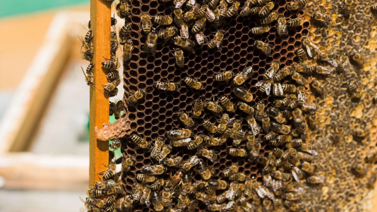 Un panel de abejas