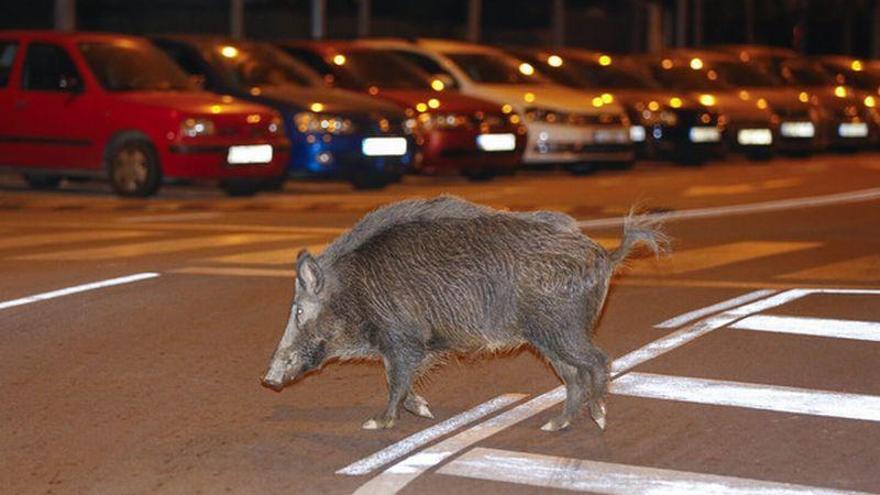 Pillado un conductor que se inventó un choque contra un jabalí para cobrar el seguro