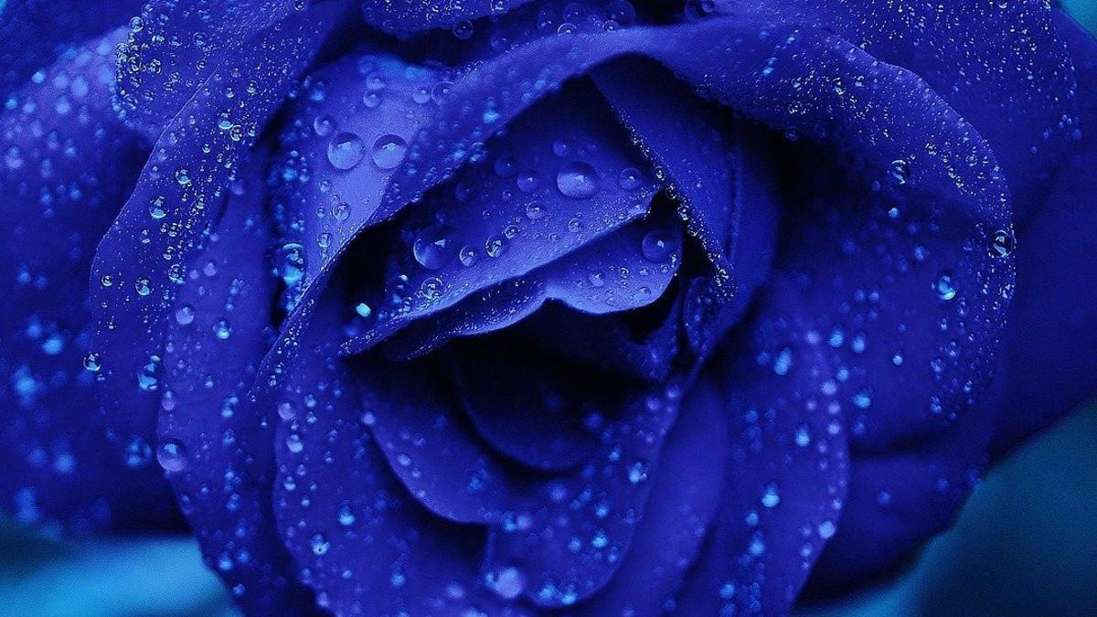 Rosa azul