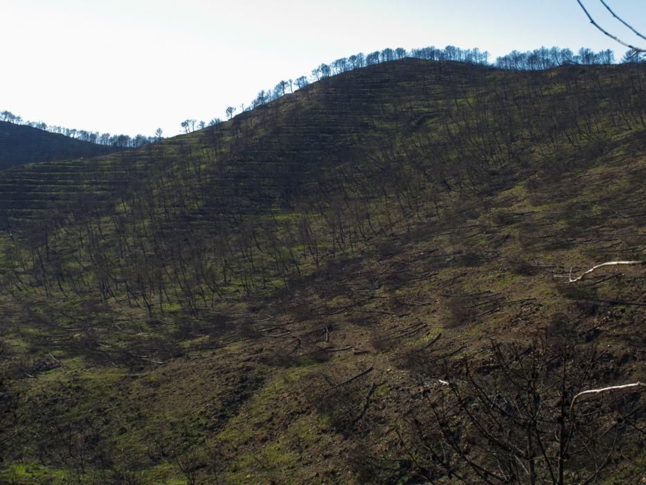 Hace cinco años, un gran incendio afectaba a 8.000 hectáreas de los municipios de Coín, Alhaurín el Grande, Mijas, Marbella, Ojén y Monda. Hoy se trabaja en recuperar las zonas afectadas.