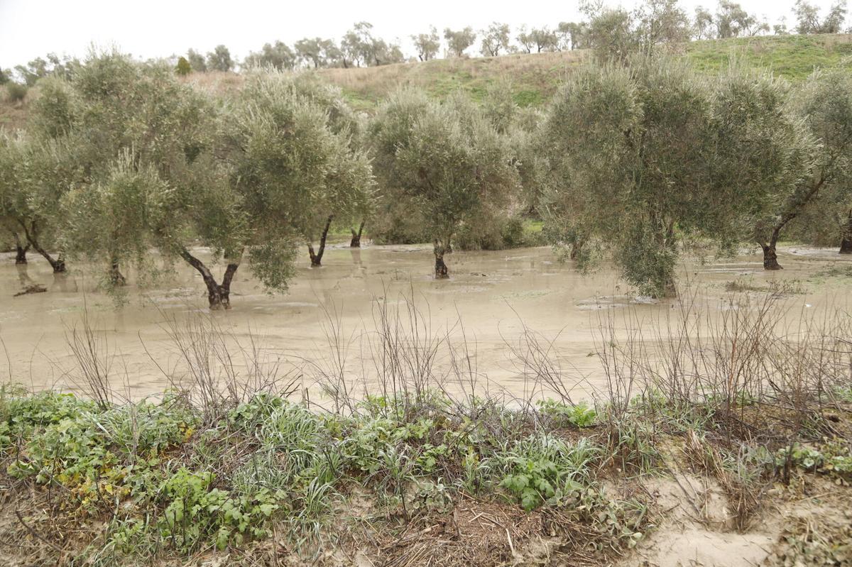 Los olivares cordobeses tras la borrasca Kristin