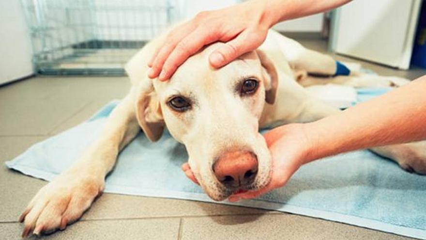 Perros y gatos pueden transmitir incidentalmente sus enfermedades al ser humano.