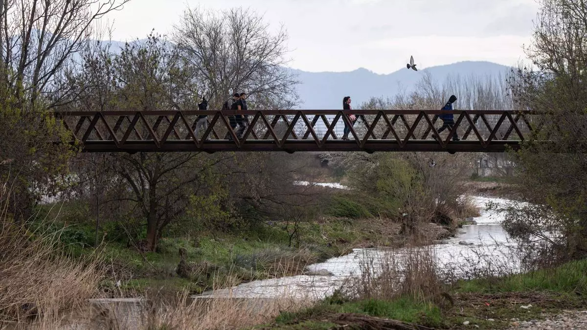 La renaturalización del río Congost a su paso por Granollers abre la puerta a futura biodiversidad