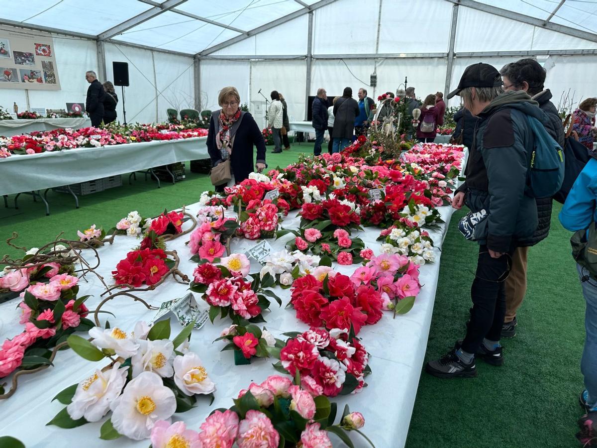 En imágenes: las camelias arrasan en Luarca