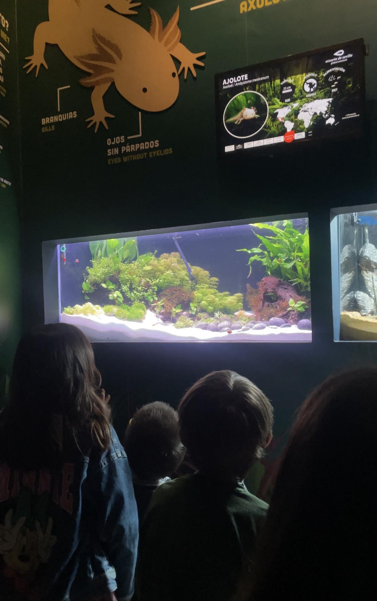 En el curso de ajolotes para niños, los pequeños tienen la oportunidad de descubrir una de las incorporaciones más recientes del Acuario de Sevilla