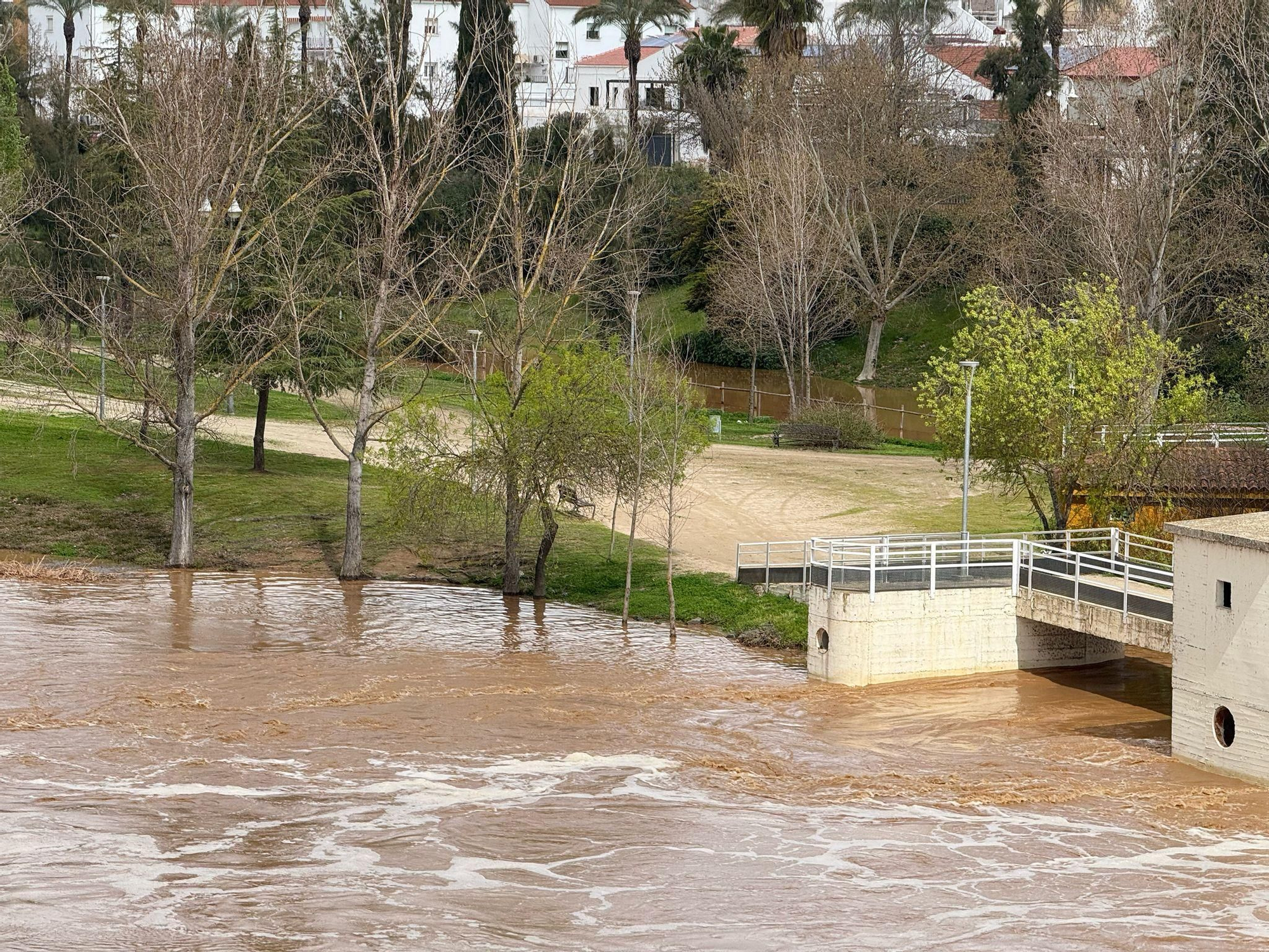 Así de crecido pasa el caudal del río Guadiana por Mérida