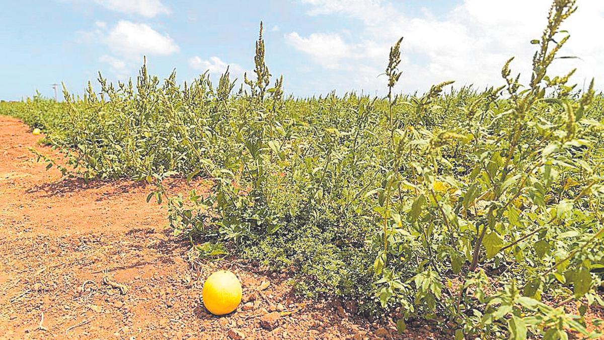 Campo de melones en el Campo de Cartagena