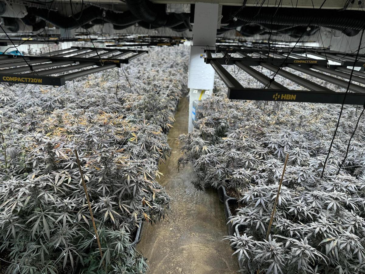 Plantación encontrada en un búnker en una vivienda de Torrelles de Foix