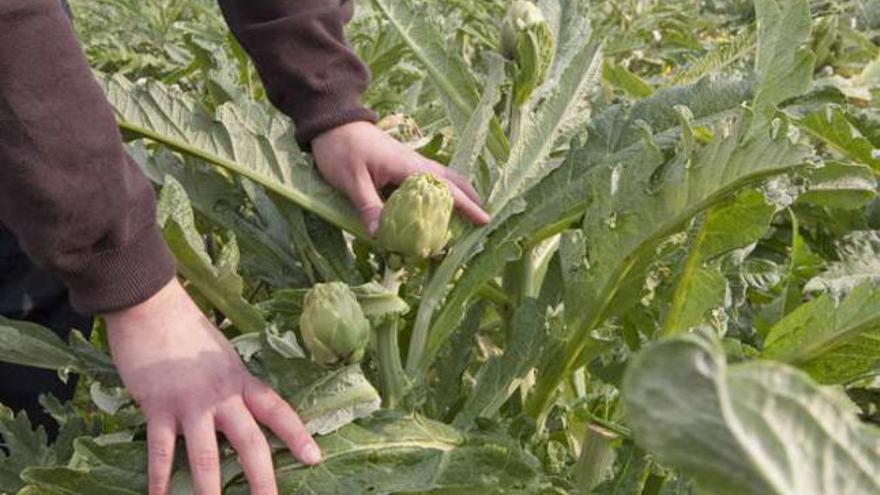 Plantar alcachofas en vez de casas