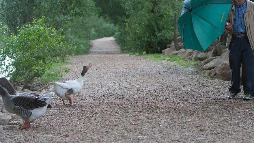 Una oca se encara con un ciudadano que pasea en el río Duero.