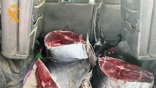 La Guardia Civil interviene un atún rojo de 126 kilos capturado de forma ilegal en Fuerteventura
