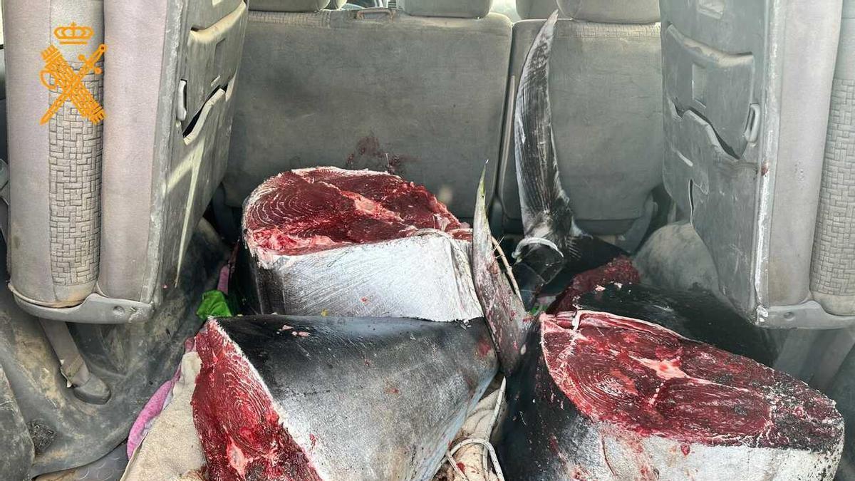 Captura ilegal de un atún rojo de 126 kilos en Fuerteventura