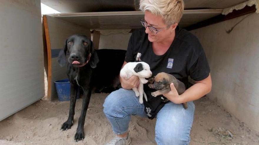 Reclaman más de 1.000 euros al Catad por no esterilizar a una perra