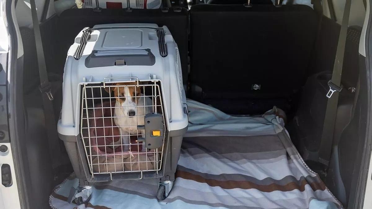 Cambios para llevar en coche a nuestro perro por la 'controvertida ley': adiós al maletero con sanciones fuertes tras la norma del Reglamento General de Circulación.