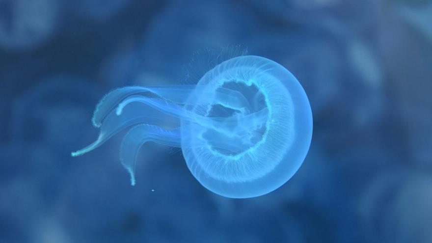 La Universidad de Vigo logra por primera vez criopreservar larvas de medusa con éxito