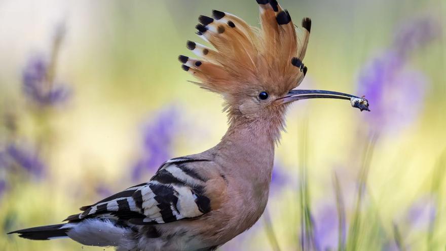 Von wegen &quot;putziger Punk&quot;: Dieser Mallorca-Vogel verfüttert jüngste Küken an Geschwister