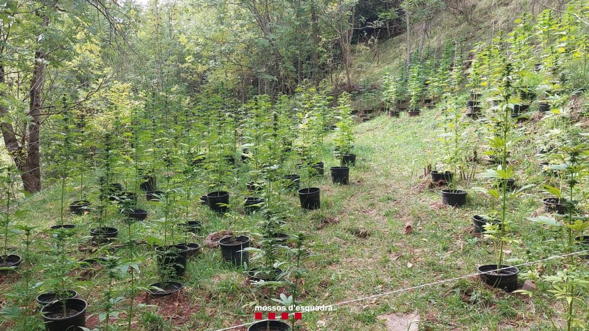 Plantació de marihuana en una zona boscosa de Taús, a Valls d&#039;Aguilar